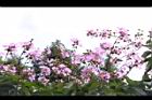 大花紫薇-花12.JPG