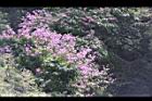 大花紫薇-花18.JPG