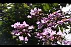 大花紫薇-花20.JPG