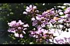大花紫薇-花21.JPG