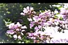 大花紫薇-花22.JPG