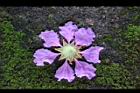 大花紫薇-花24.JPG
