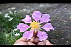 大花紫薇-花28.JPG