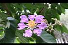 大花紫薇-花32.JPG