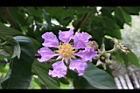 大花紫薇-花33.JPG