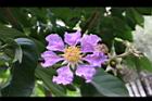 大花紫薇-花34.JPG