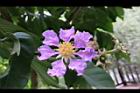 大花紫薇-花35.JPG