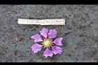 大花紫薇-花40.JPG