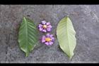 大花紫薇-葉02.JPG