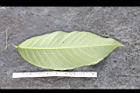 大花紫薇-葉背03.JPG