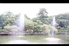 大花紫薇06.JPG