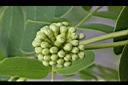 大葉合歡-花苞1.jpg
