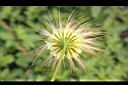 大葉合歡-花萼6.jpg