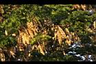 大葉合歡-實08.JPG