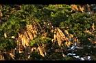 大葉合歡-實09.JPG