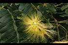 大葉合歡-花04.jpg