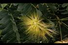大葉合歡-花05.jpg