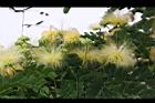 大葉合歡-花101.jpg
