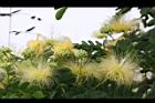 大葉合歡-花102.jpg