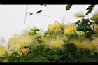 大葉合歡-花103.jpg