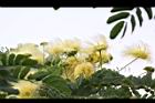 大葉合歡-花104.jpg