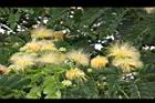 大葉合歡-花106.jpg