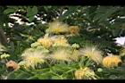 大葉合歡-花107.jpg