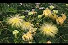 大葉合歡-花108.jpg