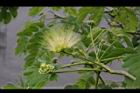 大葉合歡-花109.jpg