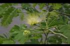 大葉合歡-花110.jpg