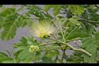 大葉合歡-花111.jpg