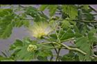 大葉合歡-花112.jpg