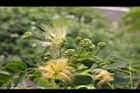 大葉合歡-花114.jpg