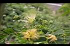 大葉合歡-花115.jpg