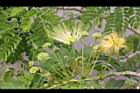 大葉合歡-花118.jpg