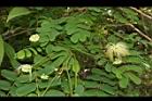 大葉合歡-花120.JPG