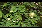 大葉合歡-花121.JPG