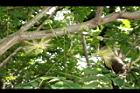 大葉合歡-花123.JPG