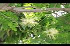 大葉合歡-花126.JPG