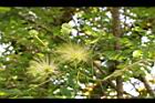 大葉合歡-花128.JPG
