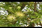 大葉合歡-花129.JPG