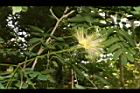 大葉合歡-花134.JPG