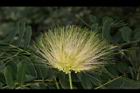 大葉合歡-花14.jpg
