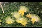 大葉合歡-花19.jpg