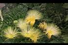 大葉合歡-花20.jpg