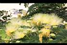 大葉合歡-花24.jpg