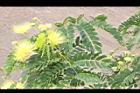 大葉合歡-花29.jpg
