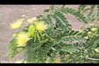 大葉合歡-花30.jpg