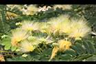 大葉合歡-花41.jpg