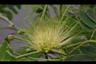 大葉合歡-花45.jpg